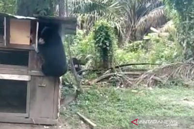 BBKSDA Pasang Perangkap, Dua Beruang Gegerkan Warga Kotogasib Siak